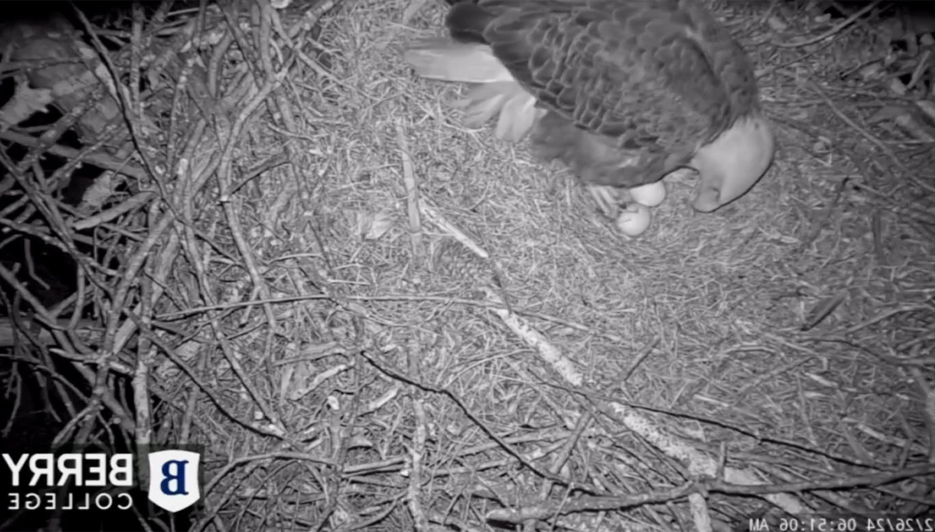 鹰在巢中啄两个蛋